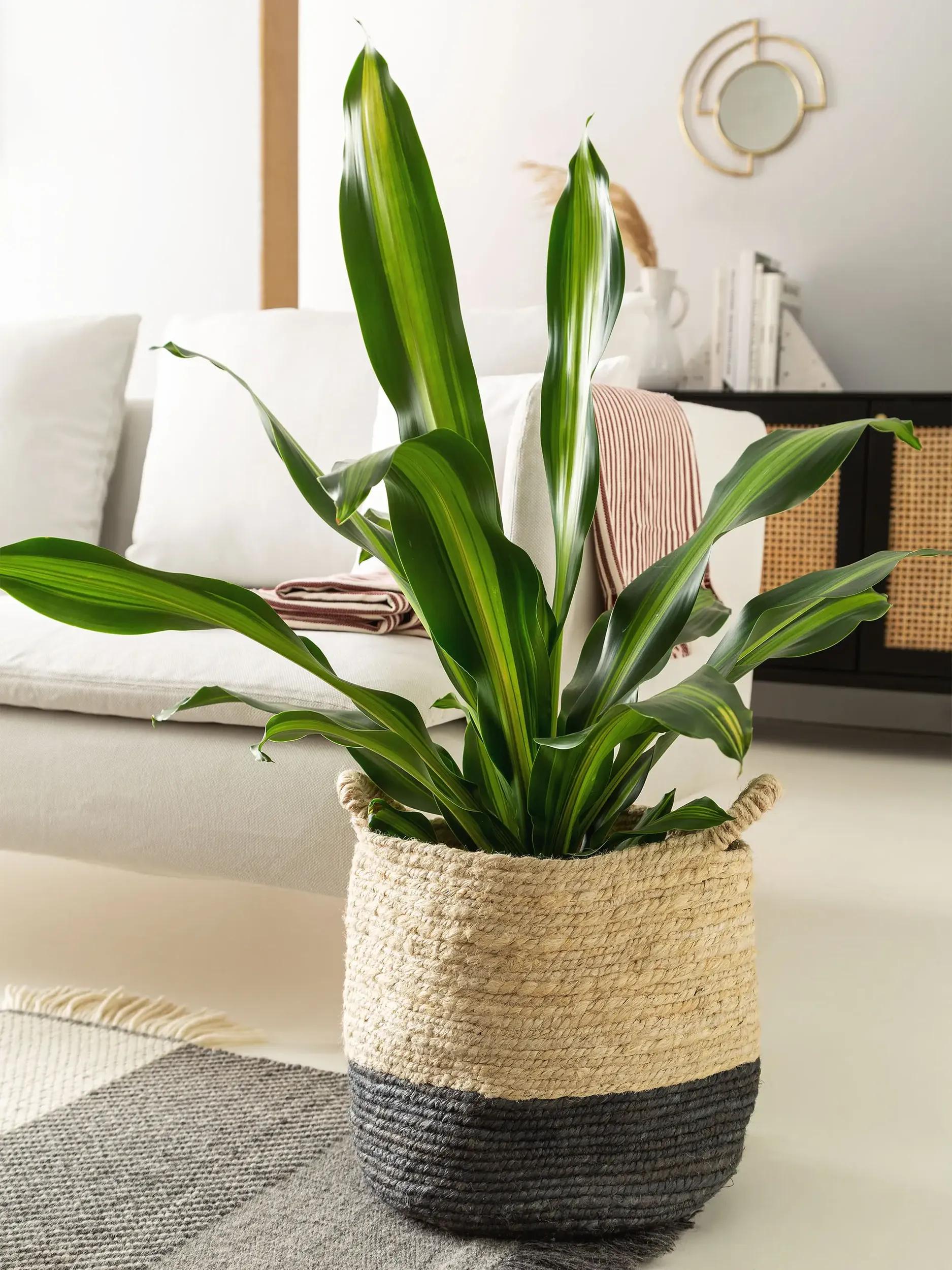 Basket Aylin Cream/Grey