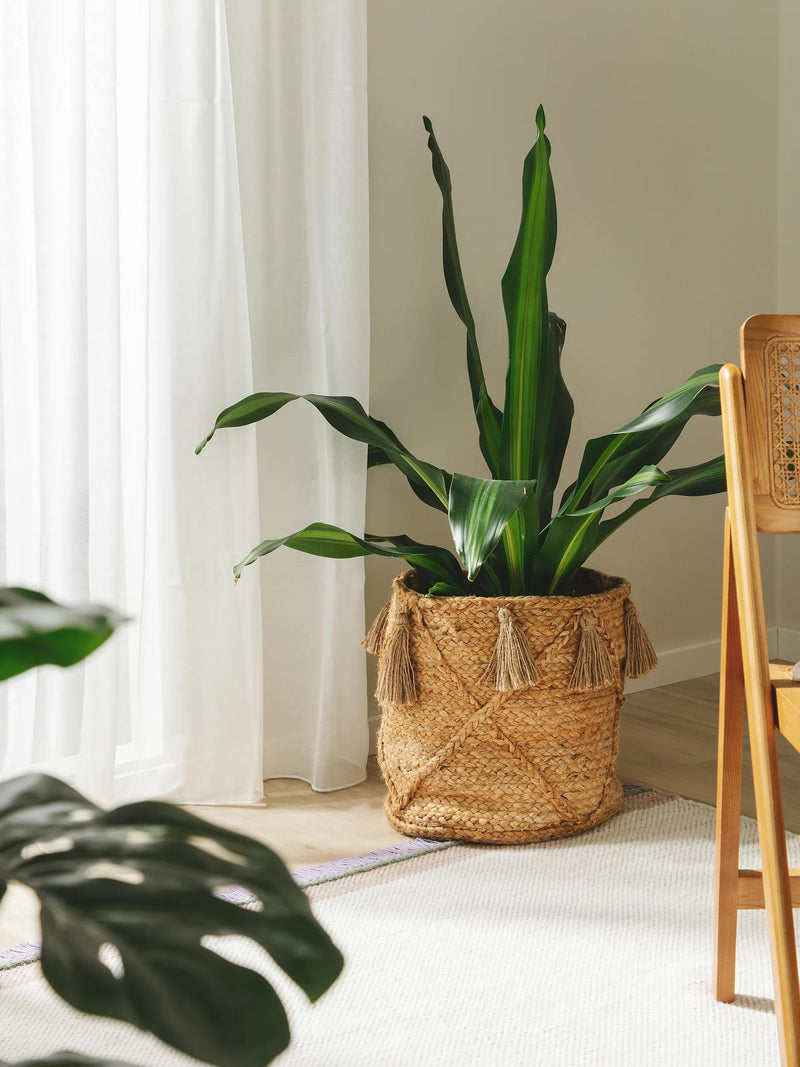 Basket Judi natural